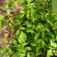 Rostellularia diffusa var. diffusa (Willd.) Nees